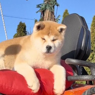 Акита-ину, щенок