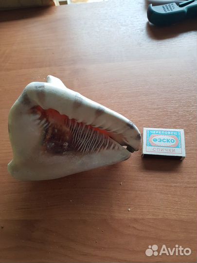 Ракушка большая