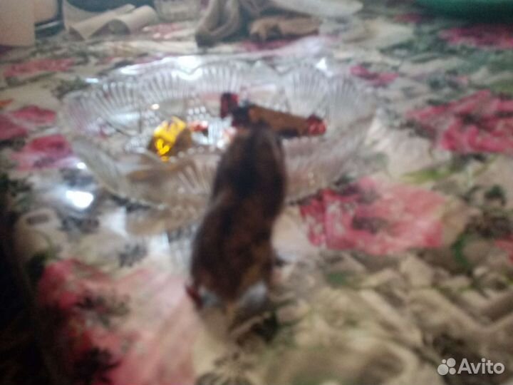 Джунгарский хомяк