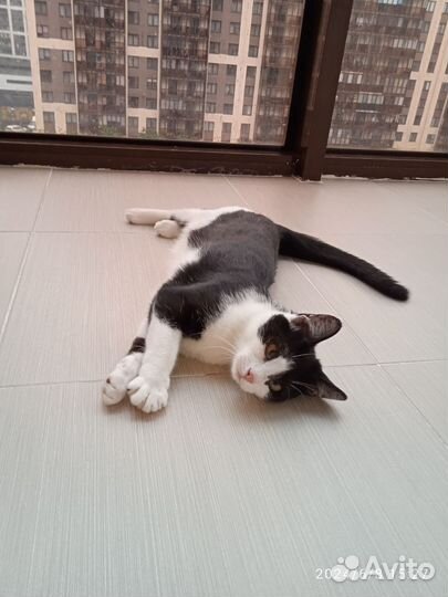 Котёнок в добрые руки