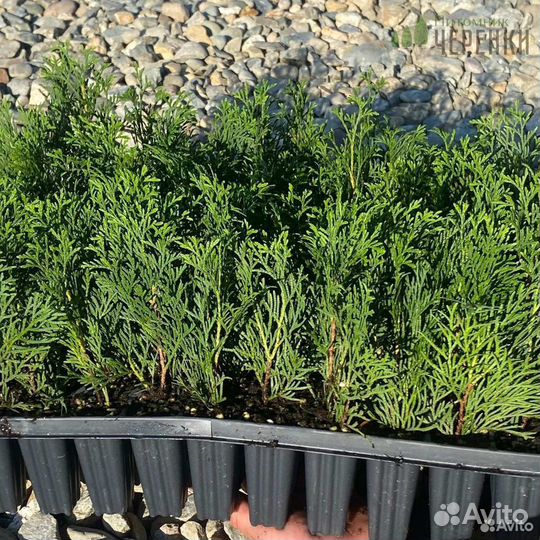 Саженцы туи оптом