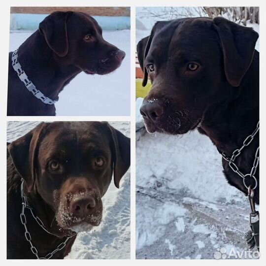 Щенки лабрадора