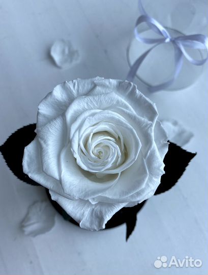 Вечная роза