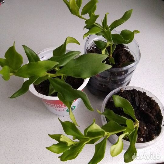 Эсхинантус