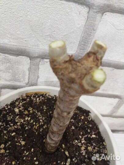 Пальма драцена