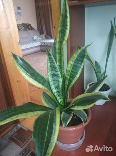 Сансевиерия