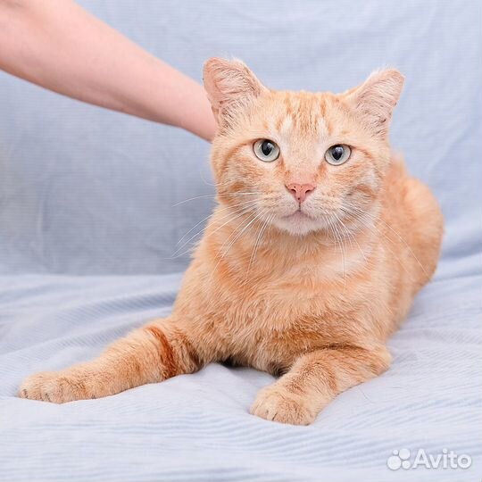 Солнечный котик