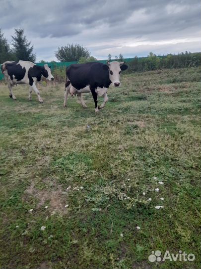 Корова голштинской породы высокоудойная
