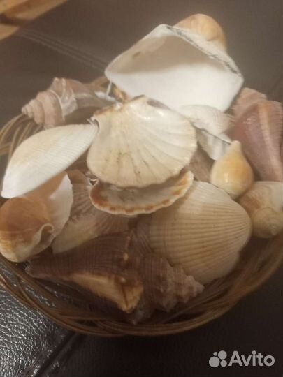 Морские ракушки раковины