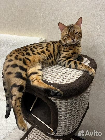 Бенгальский кот на вязку