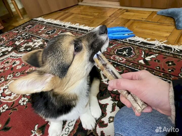 Корм для собаки. Без химии