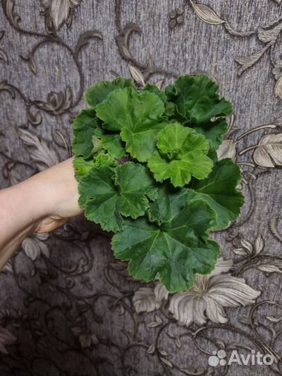 Пеларгония розебудная