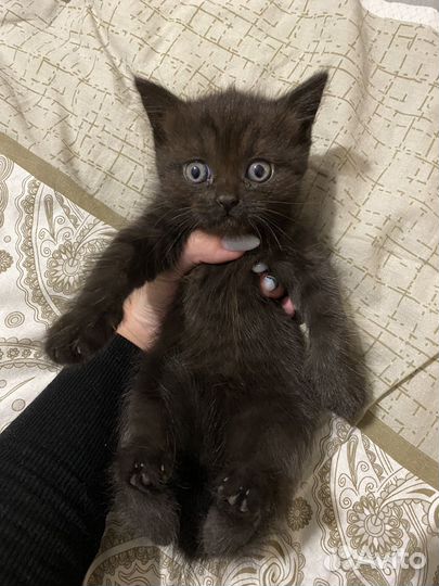 Метис британца