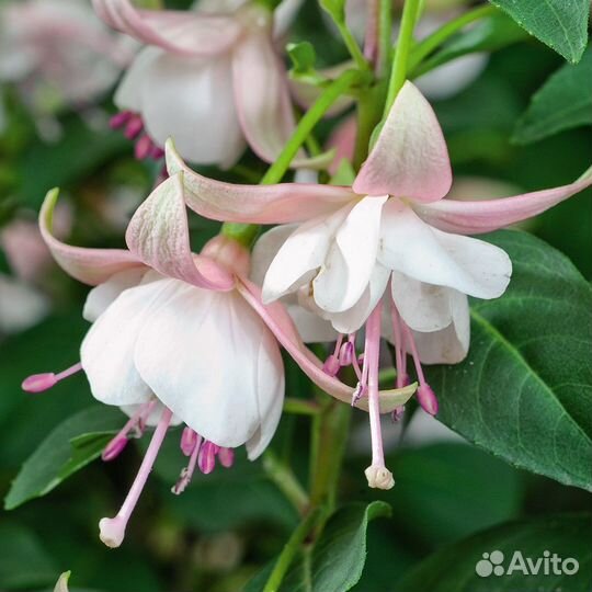 Фуксия укоренённые черенки