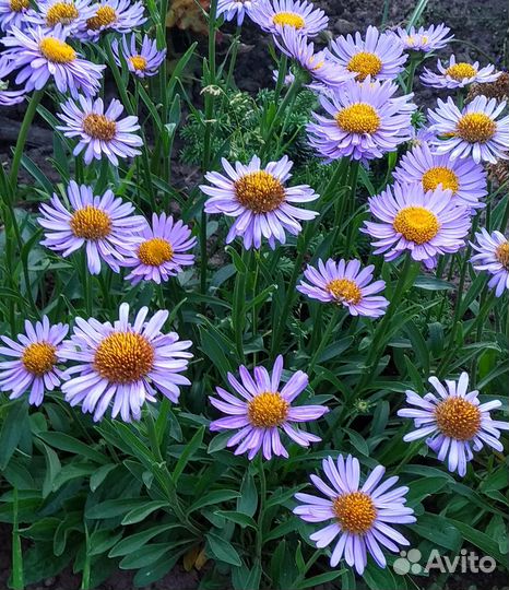 Многолетники/Цветы/Растения