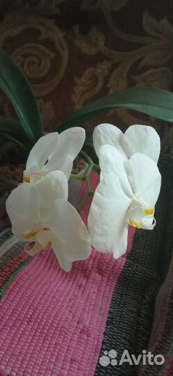 Орхидея фаленопсис