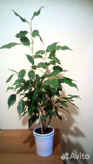 Фикус Бенджамина сорт Экзотика