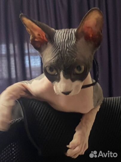 Канадский сфинкс котенок девочка