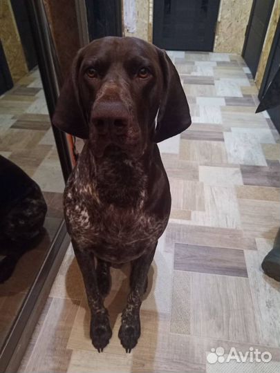 Вязка курцхаара