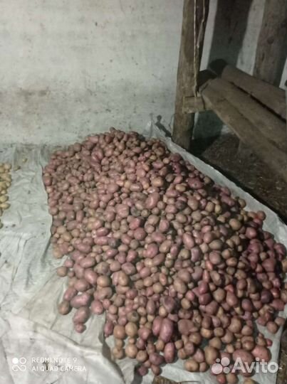 Картофель 70 ведер крупной