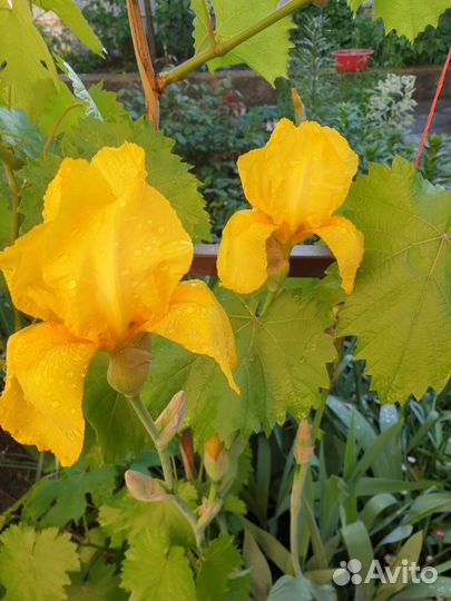 Ирисы бородатые