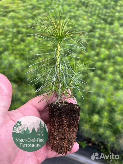 Зкс Сосна сеянцы Ели Лиственницы окс Голуб Горная