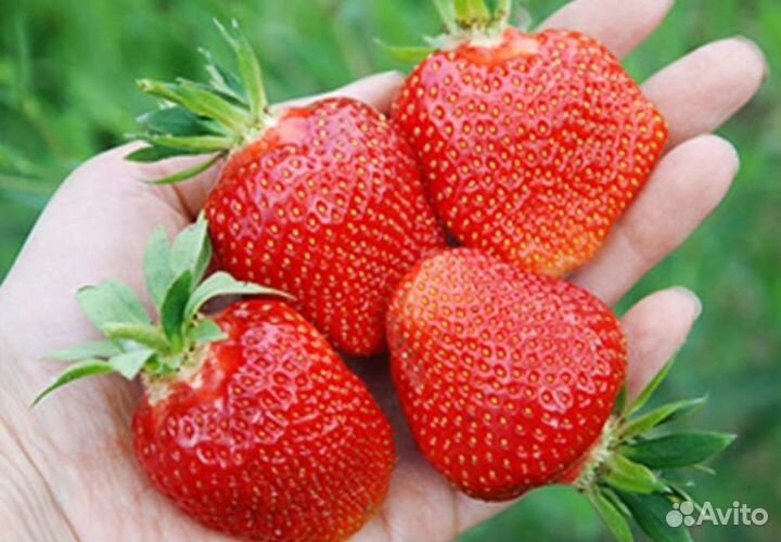 Клубника ремонтантная