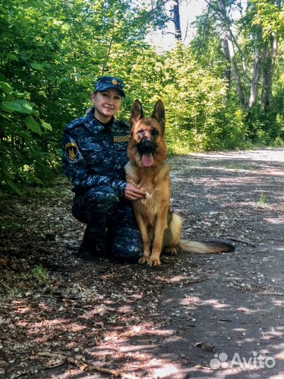 Кинолог, дрессировка собак, коррекция поведения