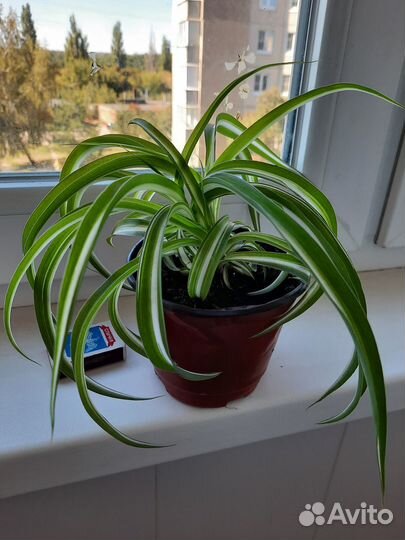 Хлорофитум полосатый