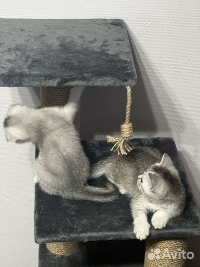 Шотландские вислоухие котята шиншилла