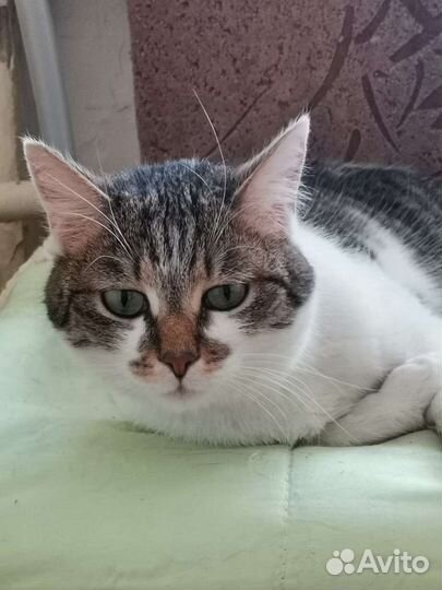 Кошка в дар