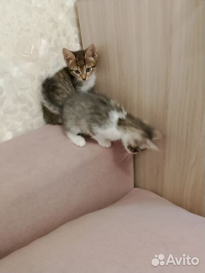 Котята отдам бесплатно