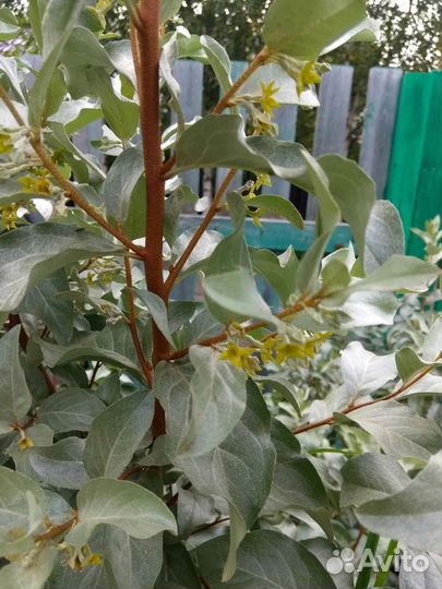 Лох серебристый