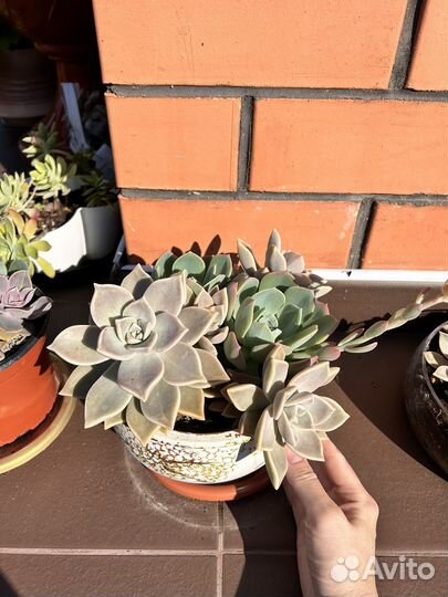 Редкие суккуленты набор композиция цветы подарок