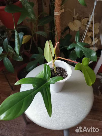 Филодендрон маска