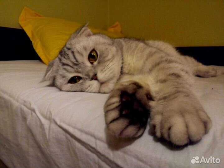 Няня для животных, передержка