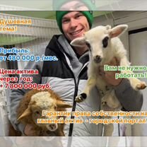 Бизнес на животноводстве Алчевск, Алчевск