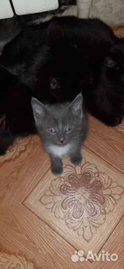 Котята
