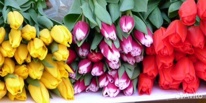 Тюльпаны оптом на 8 марта