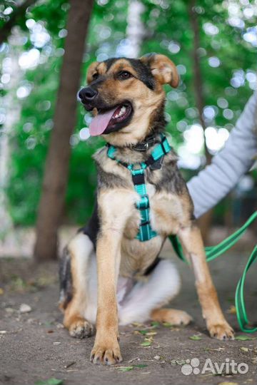 Собака Флора в приюте