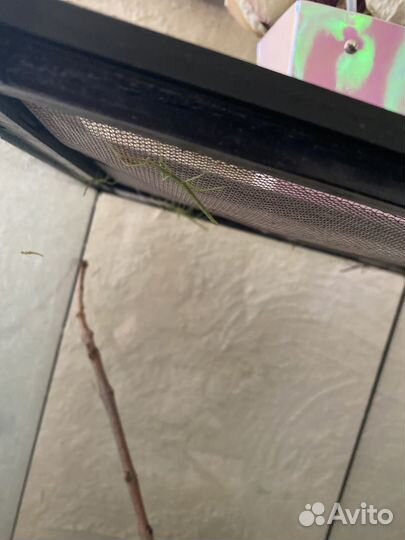 Палочник аннамский