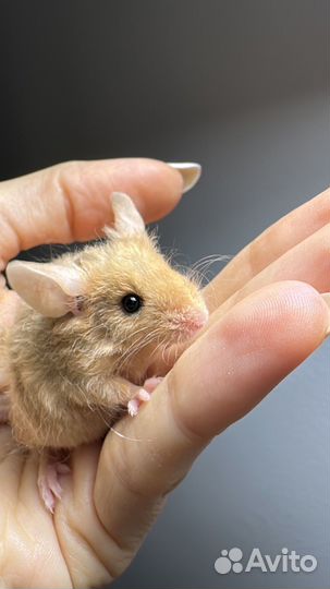 Декоративные мышки тексель, розетка, сатины, сиамы