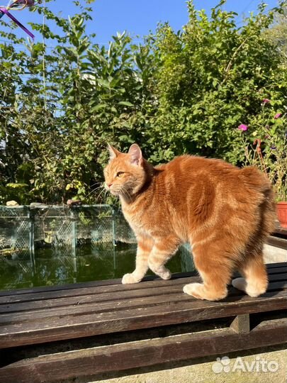 Кошечка курильского бобтейла