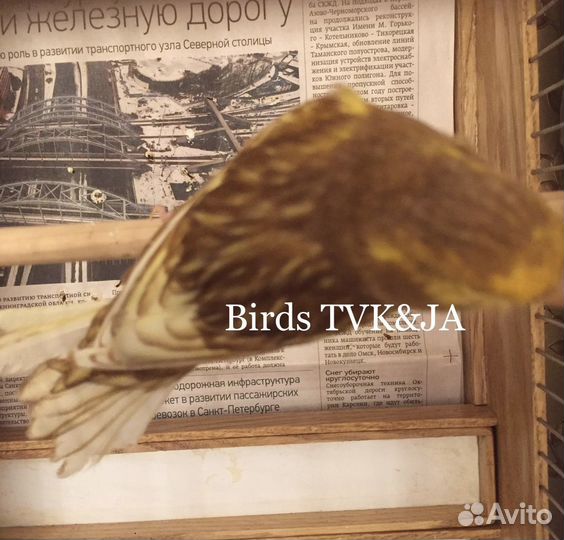 Кенара и канарейки