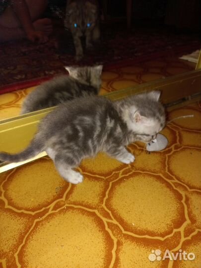 Шотландские вислоухие котята