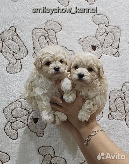 Maltipoo F1 мини мальчики