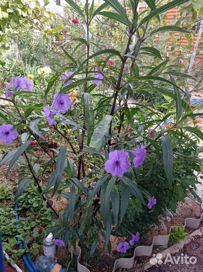 Олеандр. Руэлия