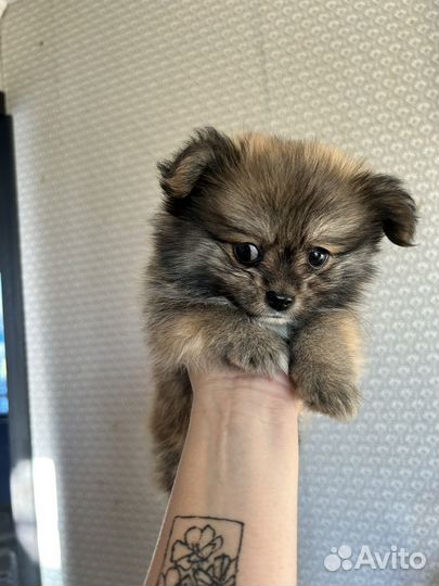 Щенки щпиц померанский