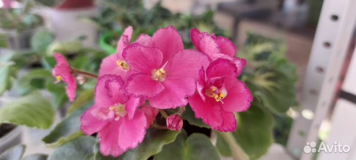 Фиалки сортовые