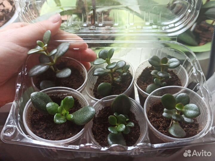 Толстянка (денежное дерево)